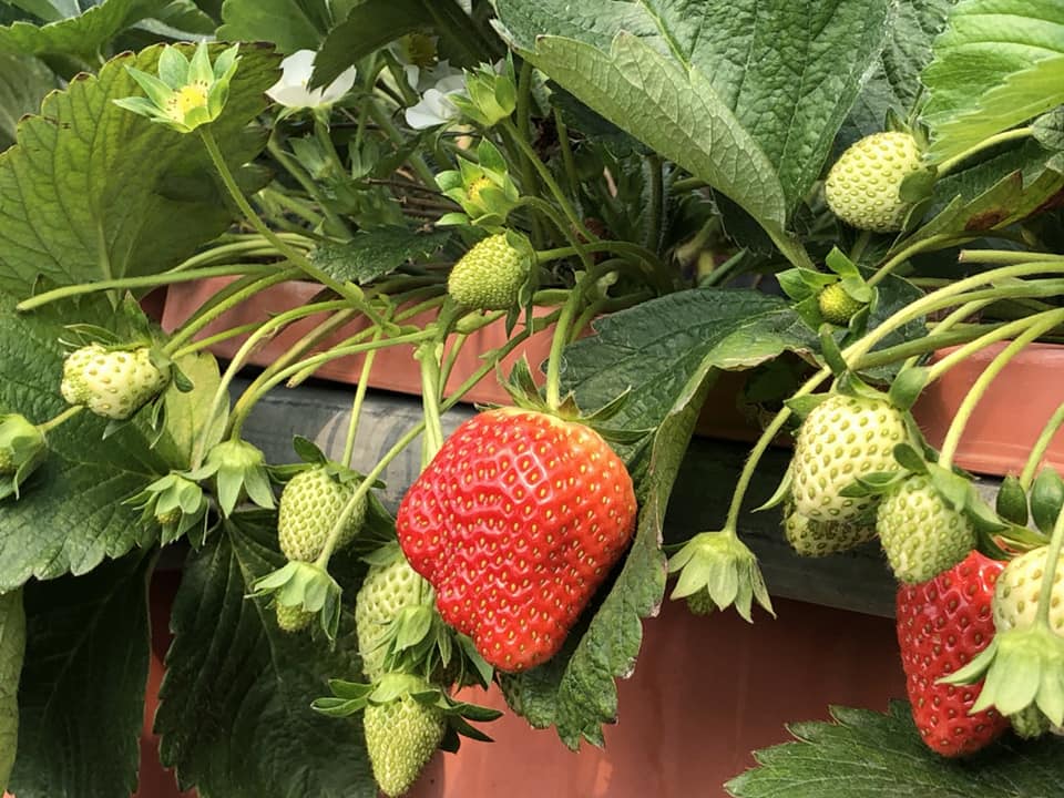 台北市內湖草莓季在12月展開。
