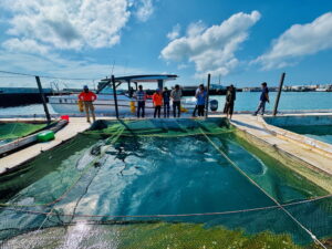 용영원패 톈마마(龍瑩元貝田媽媽)