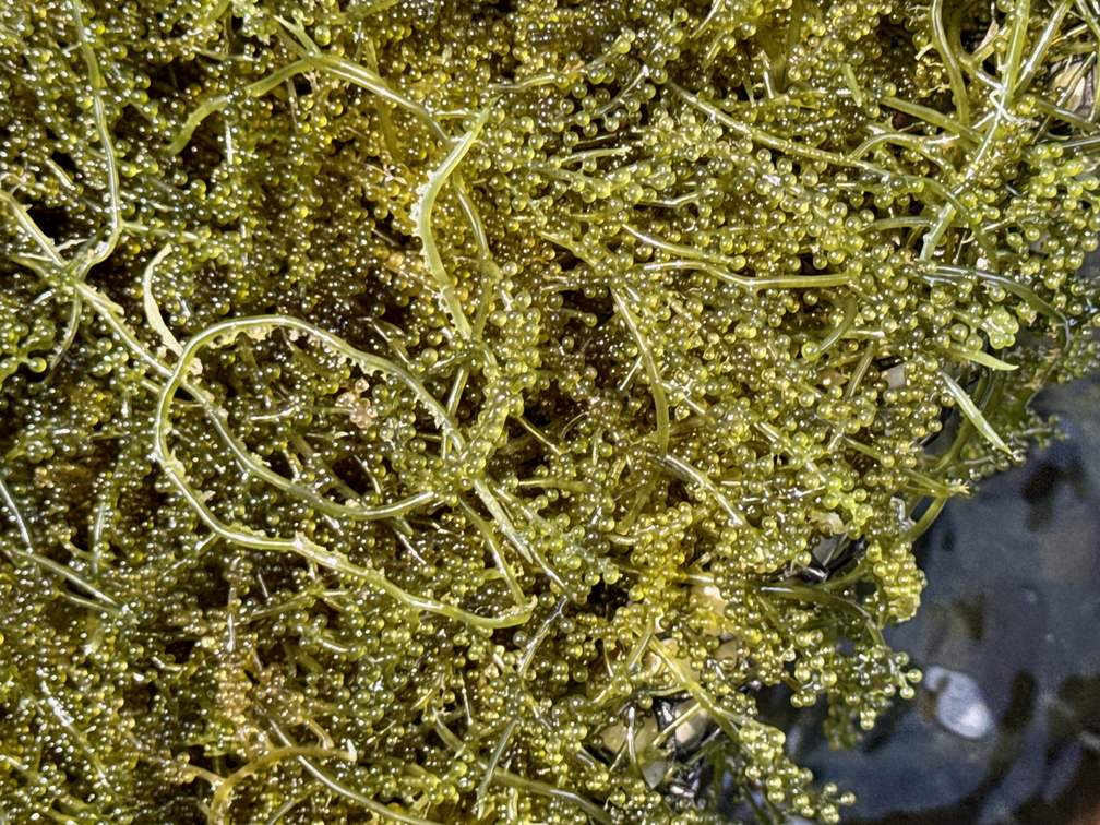 009陳丁貴養殖場-白灣坑魚場的海葡萄，口感鮮甜如魚子醬002