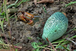 홍구애옥원(弘久愛玉園)