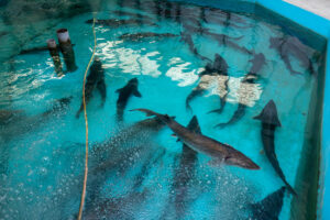 가린 어장(柯林漁廠)