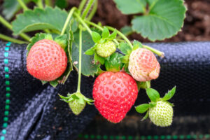 보제원 유기농 농장(菩提園有機農場)