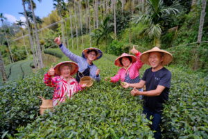 차참대 - 명원제차소(茶叄代-茗園製茶所)