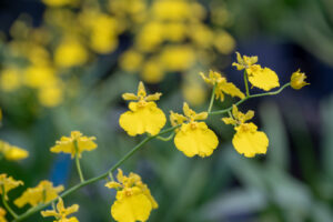 농촌성보 경우원(農村城堡 耕牛園)
