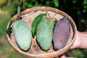 풍성 아이위(豐盛愛玉)