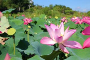 장군산 농장(將軍山農場)
