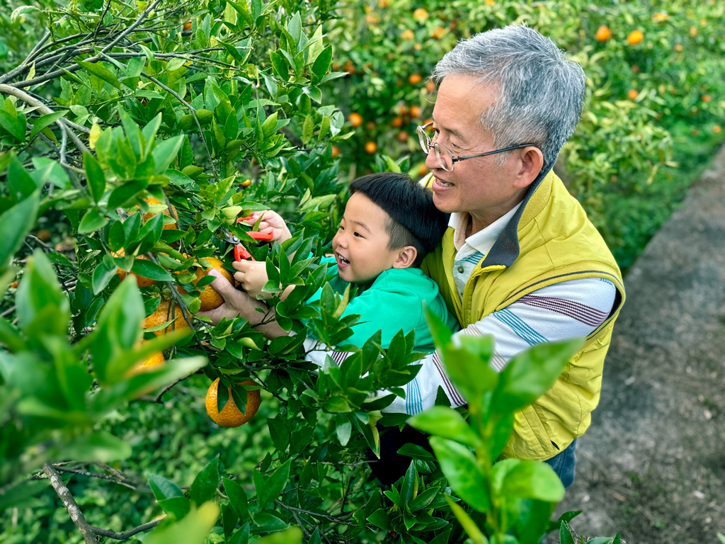 桔祥農莊體驗採果樂趣。